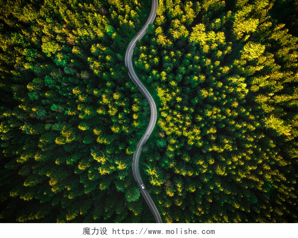 无人机拍摄森林中蜿蜒的公路夏松森林的柯维路。自上而下无人机摄影。户外野性.